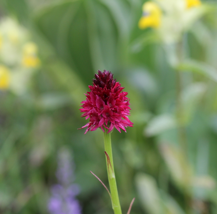 Nigritella nigra ssp. rhellicani?